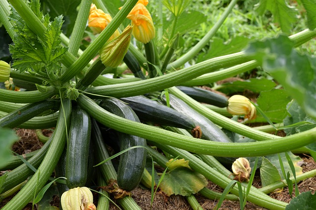 Plant de courgettes