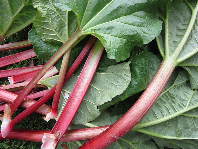 rhubarbe